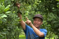 Ông Thọ vui vẻ với thành quả từ vườn mắc ca. 