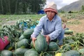 Gia Lai: Dưa hấu rớt giá, nông dân lao đao vì thua lỗ