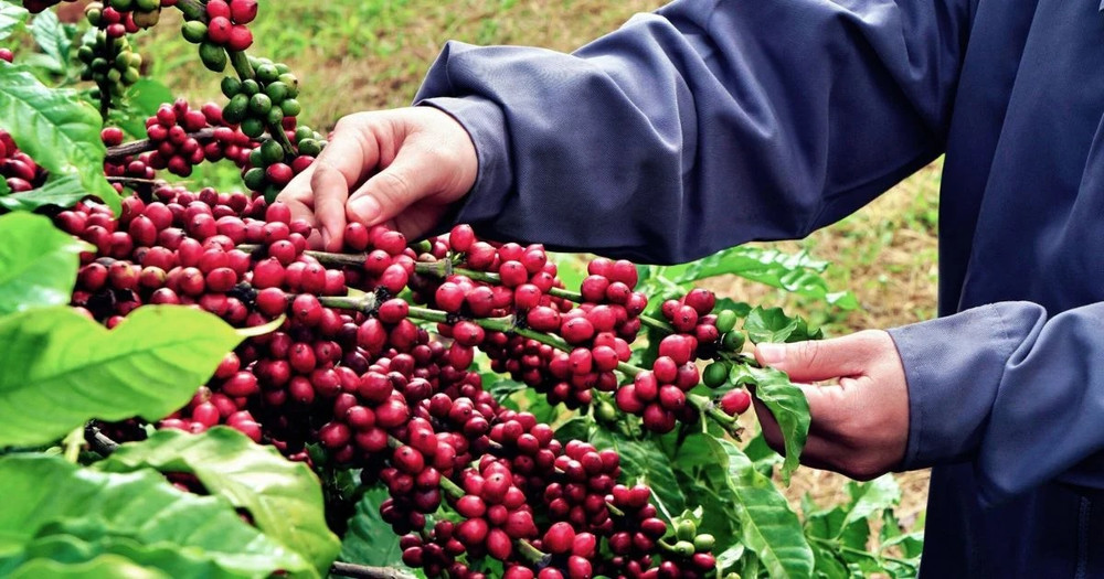 cà phê bảo lộc