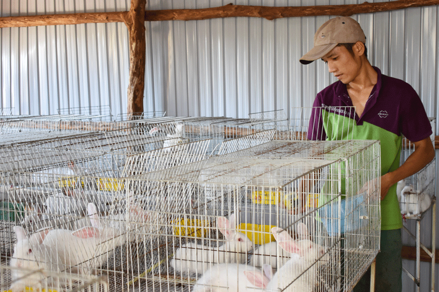 Mô hình nuôi thỏ thương phẩm hứa hẹn mở ra hướng thoát nghèo cho nông dân xã Ia Dêr. Ảnh: P.T