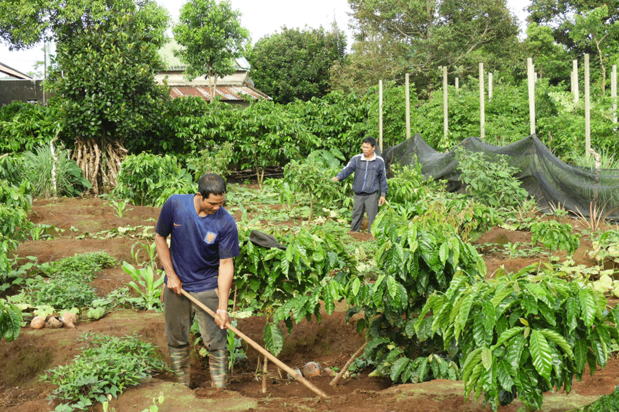 Nhiều nông dân huyện Ia Grai vay vốn đầu tư sản xuất hiệu quả. Ảnh: T.N Nhiều nông dân huyện Ia Grai vay vốn đầu tư sản xuất hiệu quả. Ảnh: T.N