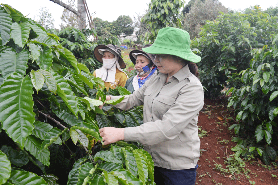 Chị Sen (ngoài cùng bên phải) hướng dẫn hội viên phụ nữ về cách chăm sóc cây cà phê. Ảnh: P.D