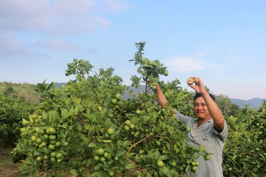 Vườn chanh đào của ông Thương rất sai quả. Ảnh: N.M Vườn chanh đào của ông Thương rất sai quả. Ảnh: N.M