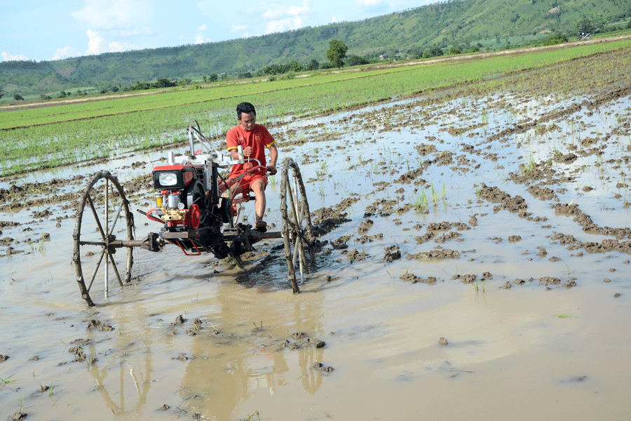 Hợp tác xã Nông nghiệp Đoàn Kết (xã Ayun Hạ) đưa cơ giới vào sản xuất cánh đồng lúa lớn một giống. Ảnh: Đ.P
