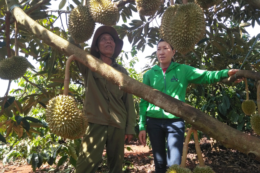 Ông Chủy giới thiệu mô hình trồng sầu riêng xen cà phê của gia đình. Ảnh: L.T