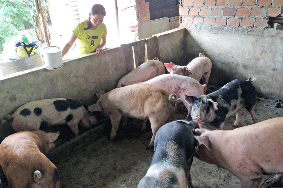 Mô hình tiết kiệm tiền đã giúp nhiều phụ nữ ở huyện Kbang có điều kiện phát triển kinh tế gia đình. Ảnh: N.M