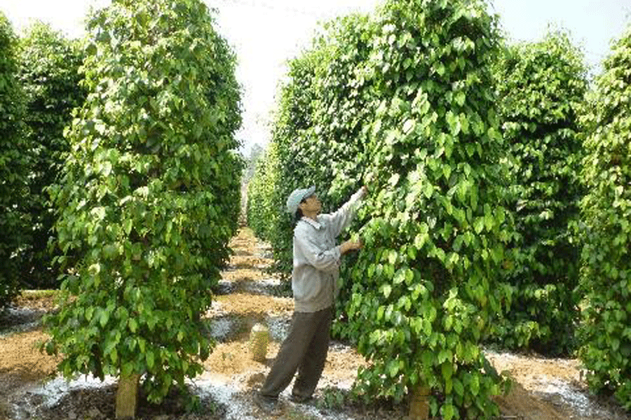 Người dân chăm sóc vườn hồ tiêu. Ảnh: internet Người dân chăm sóc vườn hồ tiêu. Ảnh: internet