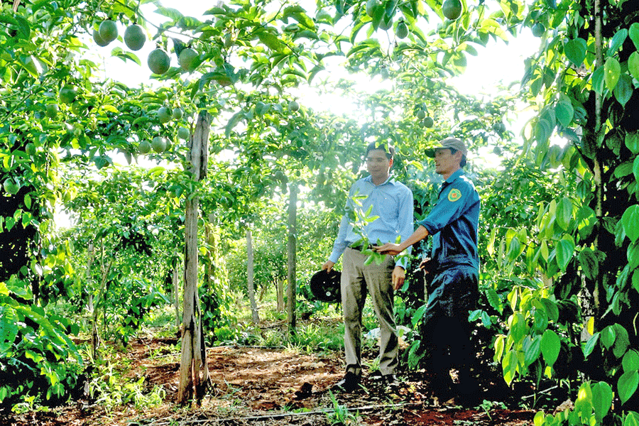Anh Ngô Văn Hải (bìa phải) bên vườn chanh dây liên kết với Công ty cổ phần Thực phẩm Xuất khẩu Đồng Giao. Ảnh: H.D Anh Ngô Văn Hải (bìa phải) bên vườn chanh dây liên kết với Công ty cổ phần Thực phẩm Xuất khẩu Đồng Giao. Ảnh: H.D