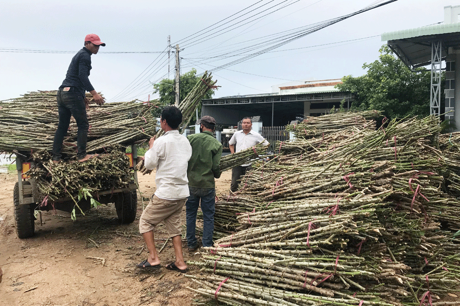Một số hộ dân ở Phú Thiện mua hom mì giống ở tỉnh khác về bán kiếm lời. Ảnh: Đ.P Một số hộ dân ở Phú Thiện mua hom mì giống ở tỉnh khác về bán kiếm lời. Ảnh: Đ.P