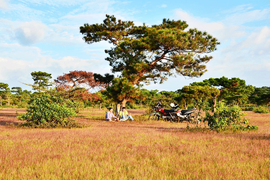 Đồng cỏ hồng Glar (huyện Đak Đoa). Ảnh: Nguyễn Thành Nhân Đồng cỏ hồng Glar (huyện Đak Đoa). Ảnh: Nguyễn Thành Nhân