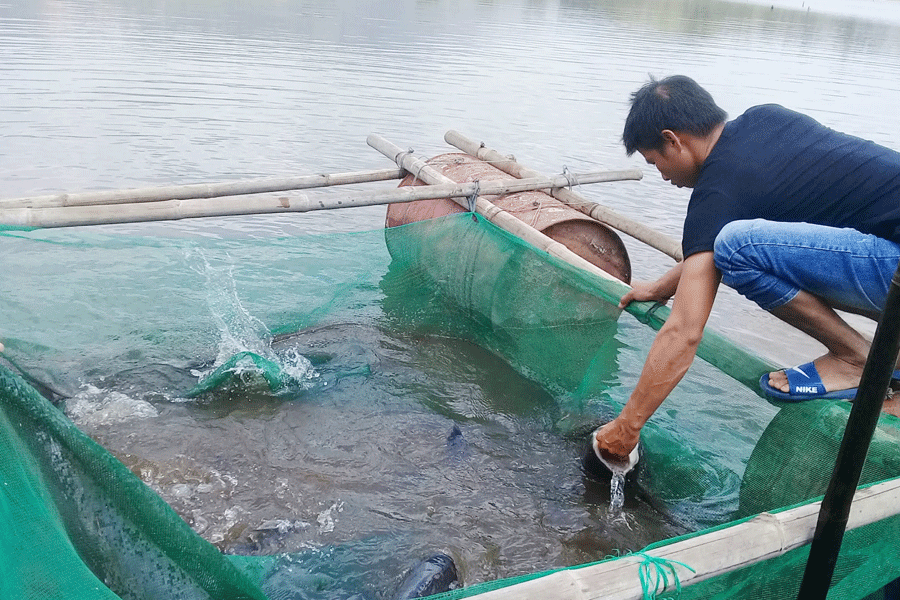 Anh Dương Văn Ích bên hồ cá của nhóm. Ảnh: T.V