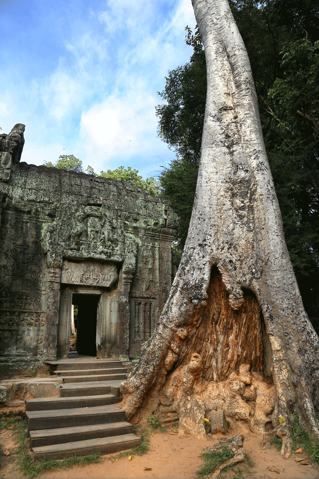  Với cái cây siêu to mọc lên từ di tích đổ nát, ngôi đền Ta Prohm trở nên kì bí hơn bao giờ hết. Du khách đến đây sẽ thấy ấn tượng với bầu không khí đầy mê hoặc của ngôi đền nổi tiếng nhất của Angkor ở Siêm Riệp, Campuchia.