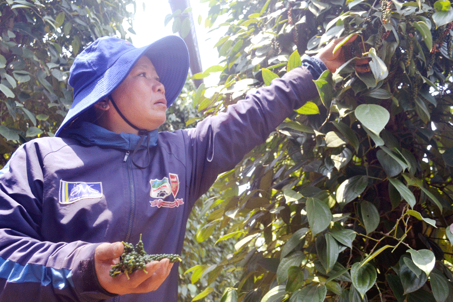 Chị Nguyễn Thị Thu đang thu hoạch hồ tiêu. Ảnh: L.L