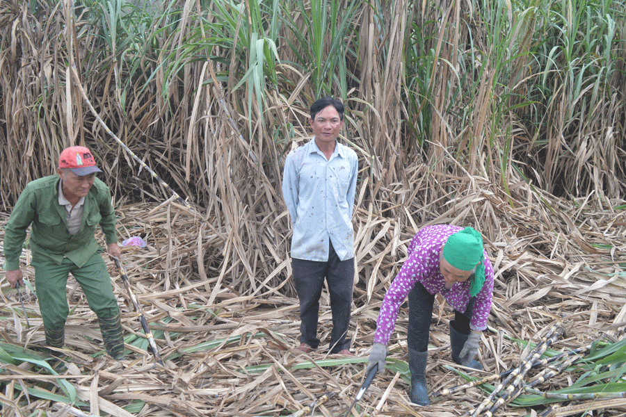 Bí thư chi bộ Đinh Bới(người đứng ở giữa). Ảnh: Đ.Y Bí thư chi bộ Đinh Bới. Ảnh: Đ.Y