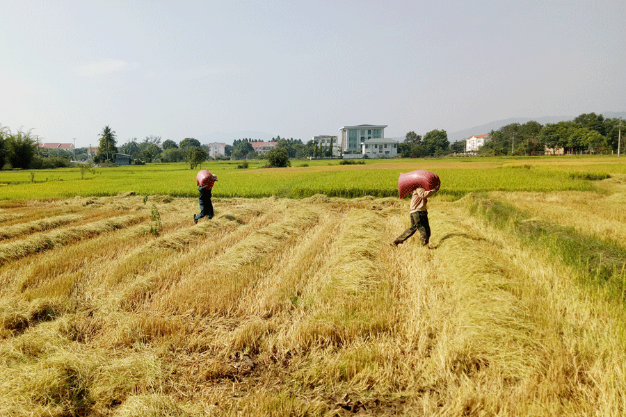 Gia đình anh Nguyễn Văn Chót thu hoạch lúa. Ảnh: B.V Gia đình anh Nguyễn Văn Chót thu hoạch lúa. Ảnh: B.V
