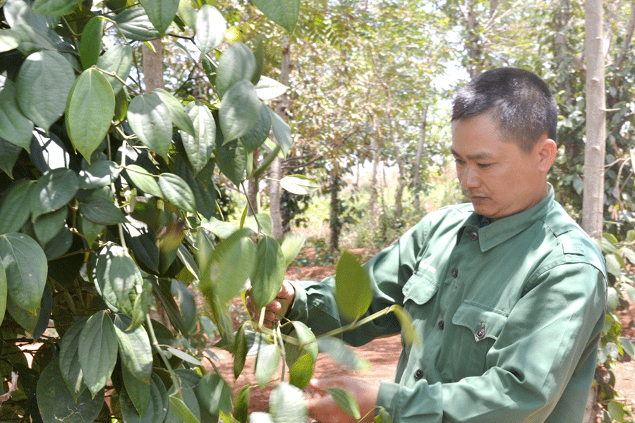 Anh Đôn kiểm tra vườn hồ tiêu của gia đình. Ảnh: H.L