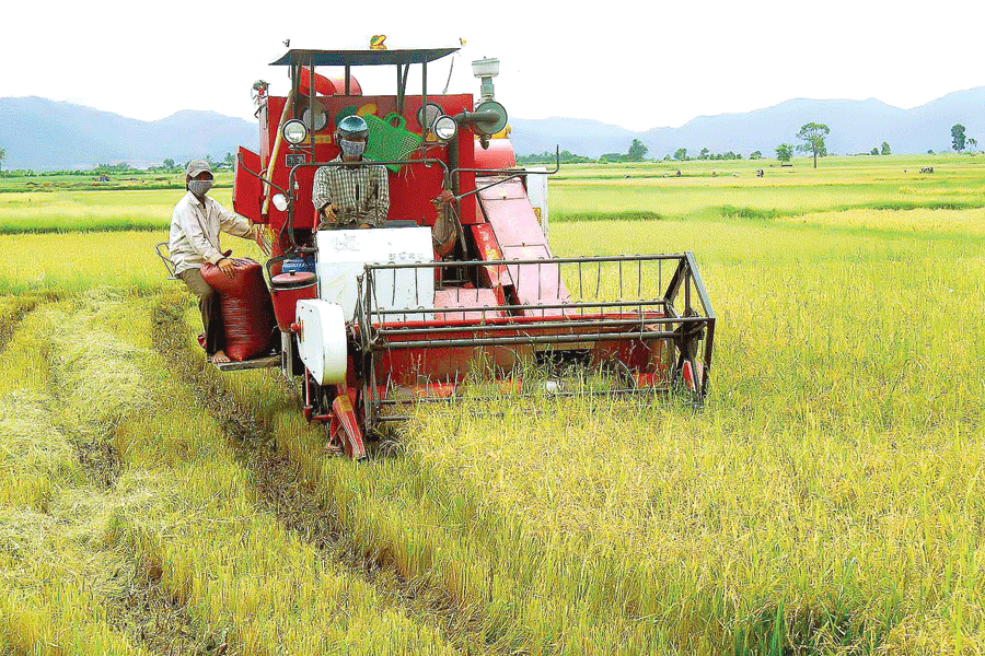 Thu hoạch lúa Đông Xuân trên cánh đồng Phú Thiện. Ảnh: Đ.P Thu hoạch lúa Đông Xuân trên cánh đồng Phú Thiện. Ảnh: Đ.P