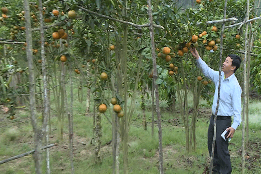 Mô hình trồng cam sành của gia đình bà Trần Thị Lan (thôn 1, xã Sơn Lang, huyện Kbang). Ảnh: H.Đ Mô hình trồng cam sành của gia đình bà Trần Thị Lan (thôn 1, xã Sơn Lang, huyện Kbang). Ảnh: H.Đ