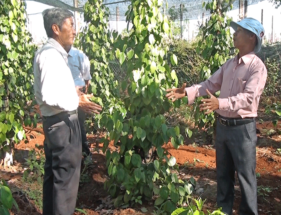 Ông Trần Quốc Hưng (bên phải) đang trao đổi kinh nghiệm trồng hồ tiêu. Ảnh: H.V Ông Trần Quốc Hưng (bên phải) đang trao đổi kinh nghiệm trồng hồ tiêu. Ảnh: H.V