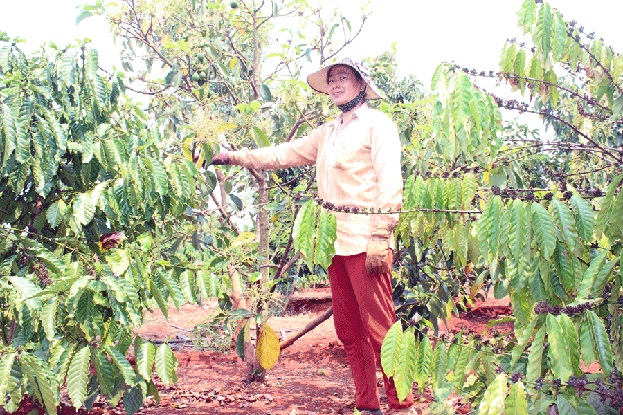 Gia đình ông Biện Tấn Quỳnh trồng xen bơ booth trong vườn cà phê. Ảnh: N.D