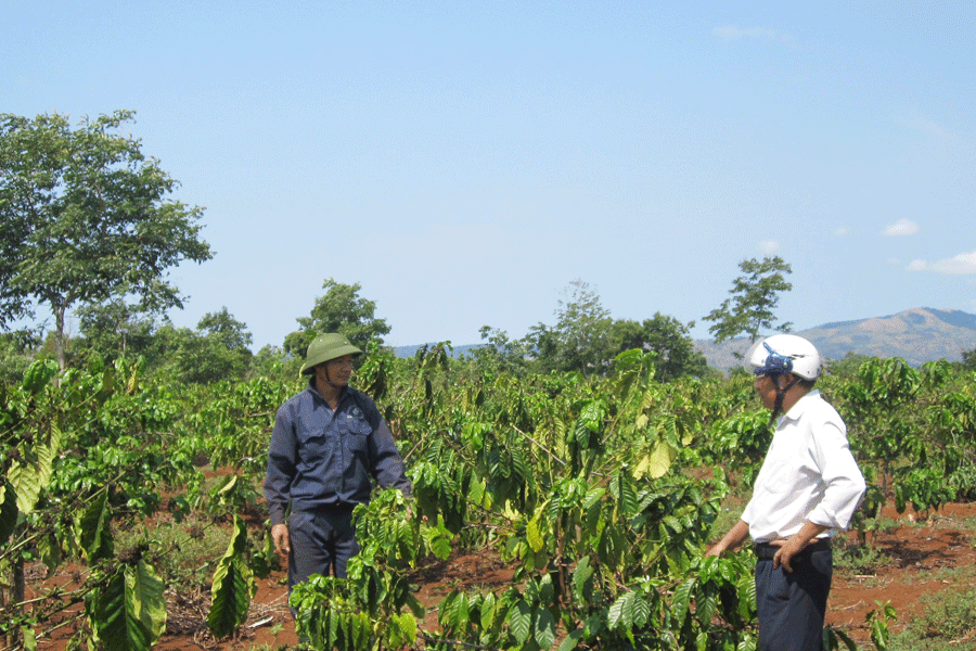 Vườn cà phê sau khi tái canh của anh Nguyễn Trọng Bình. Ảnh: N.T Vườn cà phê sau khi tái canh của anh Nguyễn Trọng Bình. Ảnh: N.T