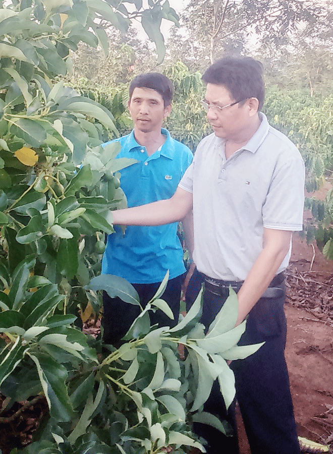 Ông Lê Đình Hoàng (bên phải) trao đổi với công nhân về mô hình trồng bơ xen cà phê. Ảnh: N.T