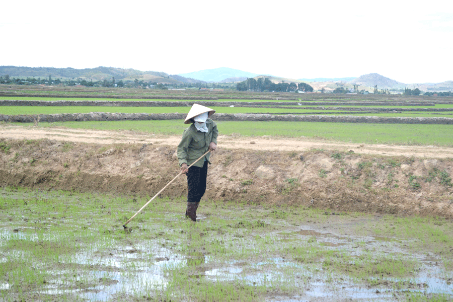 Nông dân xã Ia Sol chăm sóc ruộng lúa. Ảnh: L.H