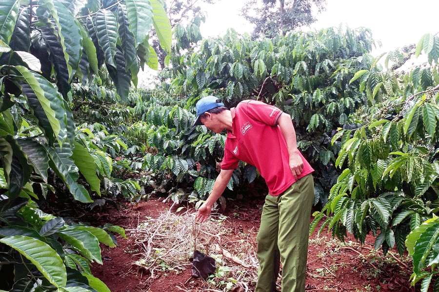 Vườn cà phê được tái canh thì năng suất sẽ tăng từ 10% đến 20% so với trước đây. Ảnh: N.S Vườn cà phê được tái canh thì năng suất sẽ tăng từ 10% đến 20% so với trước đây. Ảnh: N.S