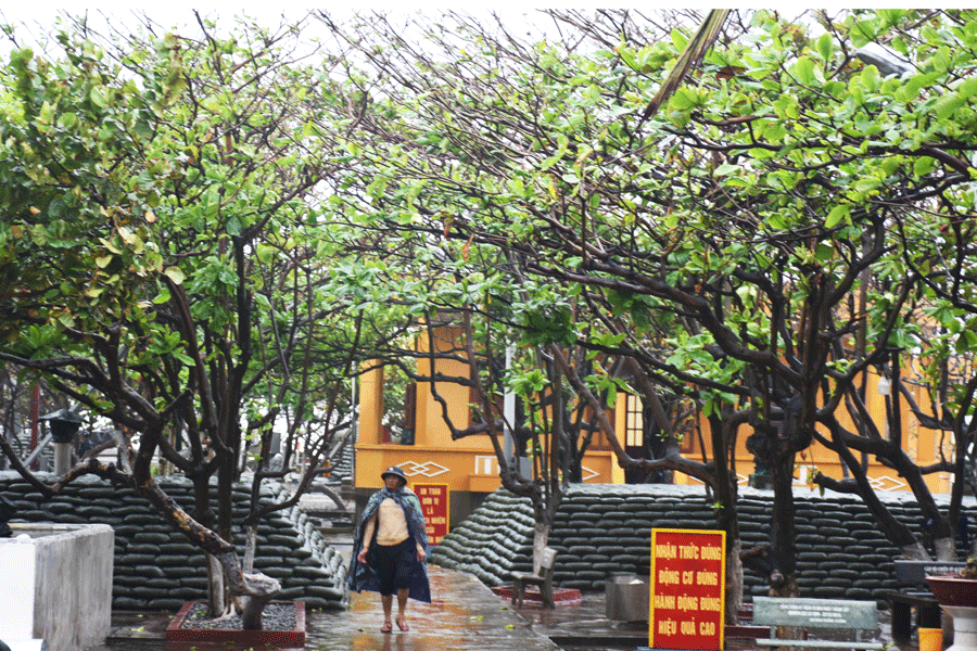 Cảnh quan môi trường xanh-sạch-đẹp trên đảo Trường Sa Đông, nơi cây xanh chiếm đến hơn 80% diện tích