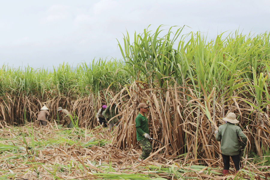 Nông dân huyện Phú Thiện thu hoạch mía bán cho nhà máy. Ảnh: N.D Nông dân huyện Phú Thiện thu hoạch mía bán cho nhà máy. Ảnh: N.D