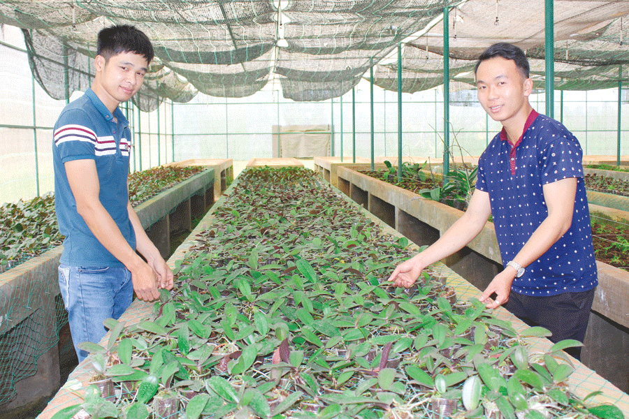 Nguồn giống hoa lan của Doanh nghiệp tư nhân Hoa Ngọc Đăng rất phong phú. Ảnh: N.D