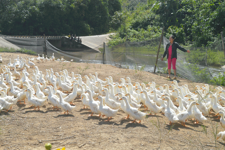 Mô hình nuôi vịt của bà Mai Thị Ánh cho thu nhập cao. Ảnh: Đ.Y Mô hình nuôi vịt của bà Mai Thị Ánh cho thu nhập cao. Ảnh: Đ.Y