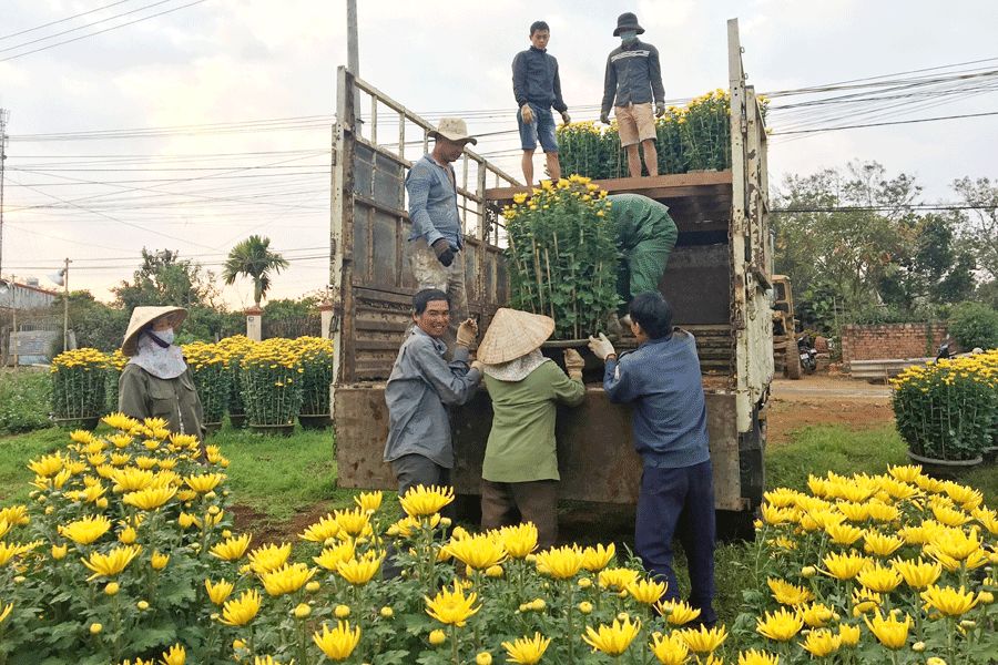 Đưa hoa từ vườn lên xe để chở đi bán. Ảnh: L.H Đưa hoa từ vườn lên xe để chở đi bán. Ảnh: L.H