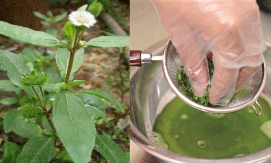 Cỏ mực là một vị thuốc rất tốt. Ảnh: internet