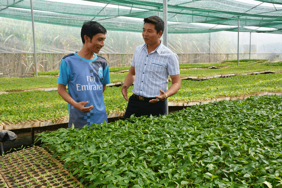 Nhiều thanh niên trên địa bàn tỉnh đã khởi nghiệp với mô hình ươm cây giống. Ảnh: N.T.T