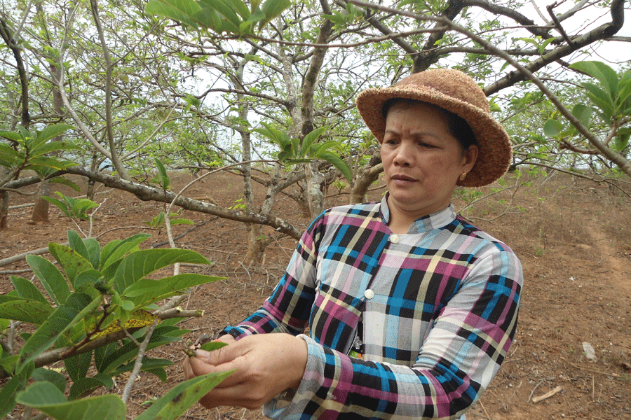 Những cây na sau khi thu hái xong được cắt tỉa tạo tán. Ảnh: N.M Những cây na sau khi thu hái xong được cắt tỉa tạo tán. Ảnh: N.M