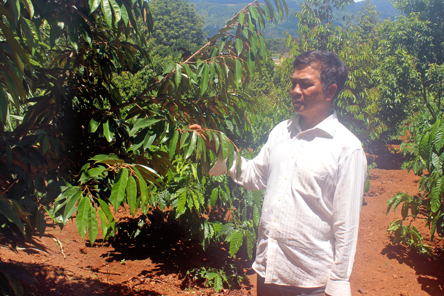 Ông Siu Plo trong vườn cà phê trồng xen sầu riêng của mình. Ảnh: S.C Ông Siu Plo trong vườn cà phê trồng xen sầu riêng của mình. Ảnh: S.C