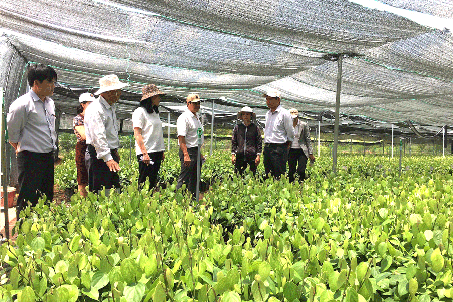 Doanh nghiệp TP. Hồ Chí Minh đến đầu tư nông nghiệp công nghệ cao tại Gia Lai. Ảnh: H.D