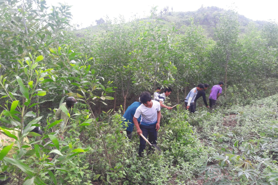 Người dân dọn thực bì, chăm sóc diện tích rừng trồng năm 2017. Ảnh: N.M