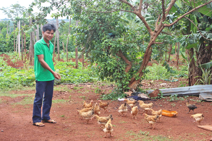 Đàn gà ri lai của một hộ dân thôn Tung Đao (xã Ia Dreng, huyện Chư Pưh). Ảnh: N.D Đàn gà ri lai của một hộ dân thôn Tung Đao (xã Ia Dreng, huyện Chư Pưh). Ảnh: N.D