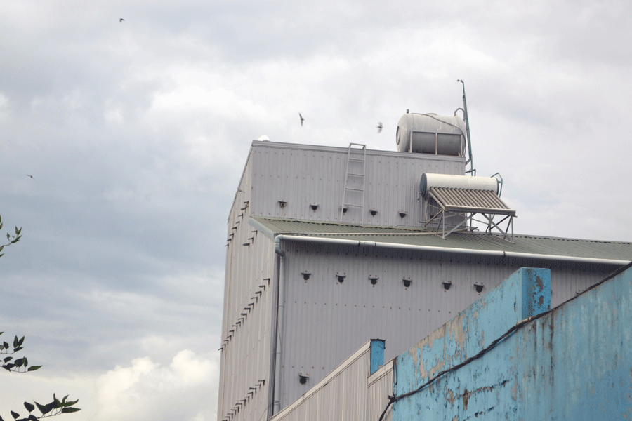 Một nhà nuôi chim yến ở tổ dân phố 7, phường Ia Kring, TP. Pleiku. Ảnh: H.C