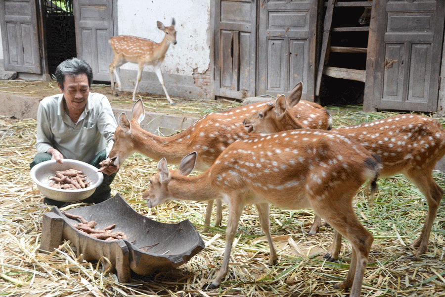Cựu chiến binh Đinh Quang Hiệu chăm sóc đàn hươu sao của mình. Ảnh: Đ.P