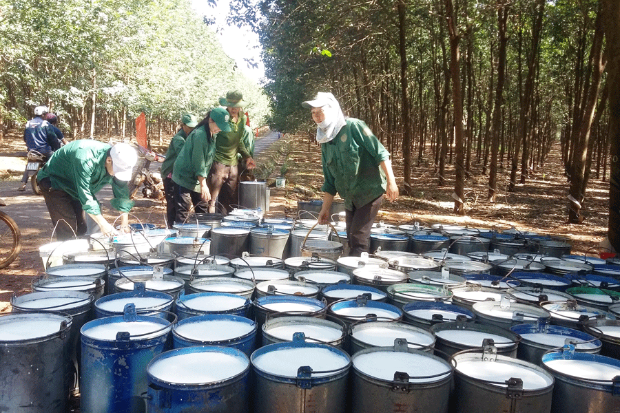 Thu mủ cao su. Ảnh: L.A Thu mủ cao su. Ảnh: L.A