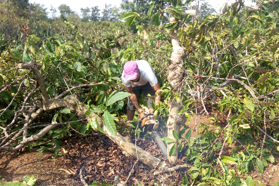 Người dân cắt bỏ cà phê già cỗi để chuẩn bị tái canh. Ảnh: L.N