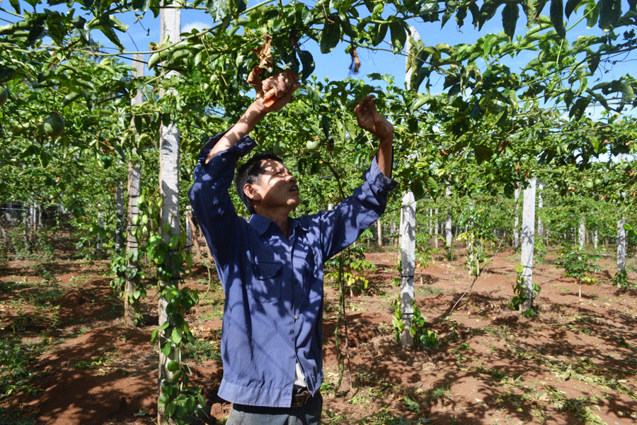 Người dân trồng chanh dây trong vườn hồ tiêu. Ảnh: L.N