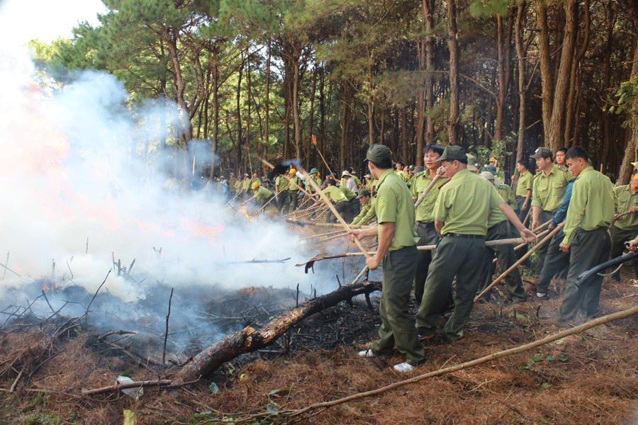 Diễn tập phòng-chống cháy rừng. Ảnh: N.H Diễn tập phòng-chống cháy rừng. Ảnh: N.H
