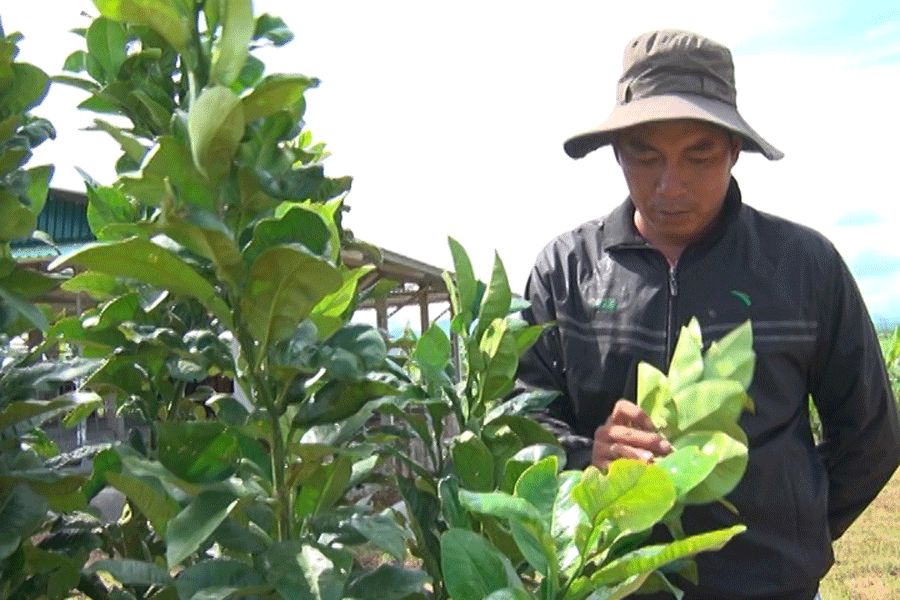 Nhiều nông dân An Khê đang thi đua sản xuất, kinh doanh giỏi. Ảnh: T.H Nhiều nông dân An Khê đang thi đua sản xuất, kinh doanh giỏi. Ảnh: T.H