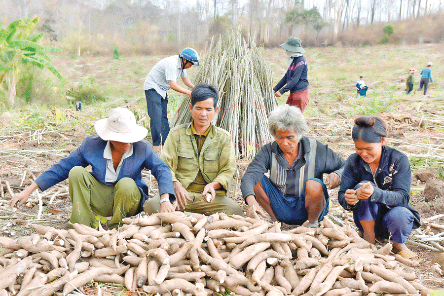 Người dân xã Chư Krêy thu hoạch mì. Ảnh: Đ.T Người dân xã Chư Krêy thu hoạch mì. Ảnh: Đ.T