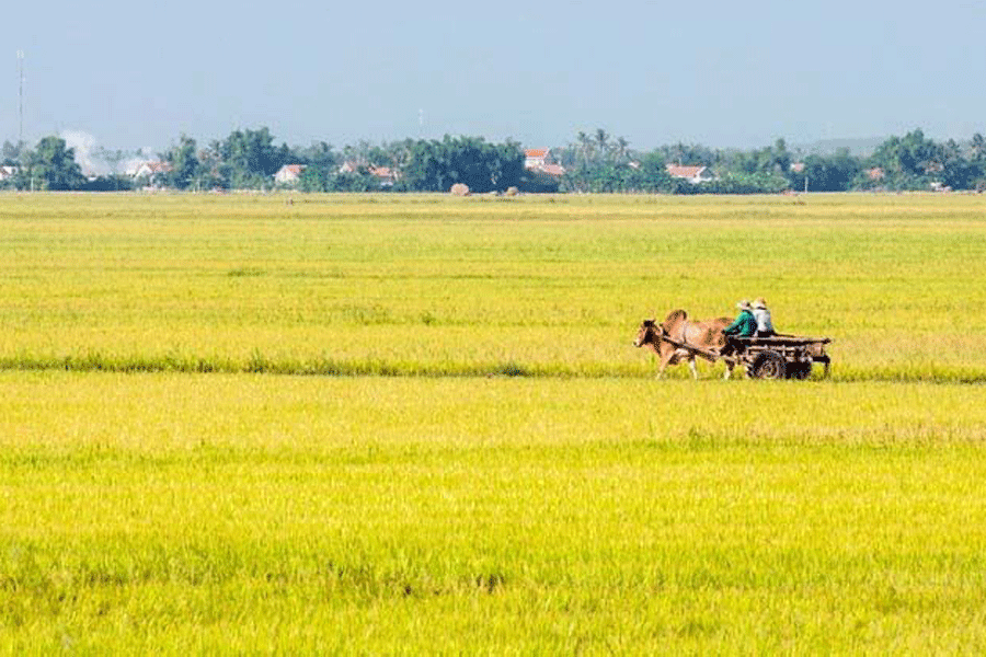 Cánh đồng Tuy Hòa vào mùa gặt. Ảnh: internet