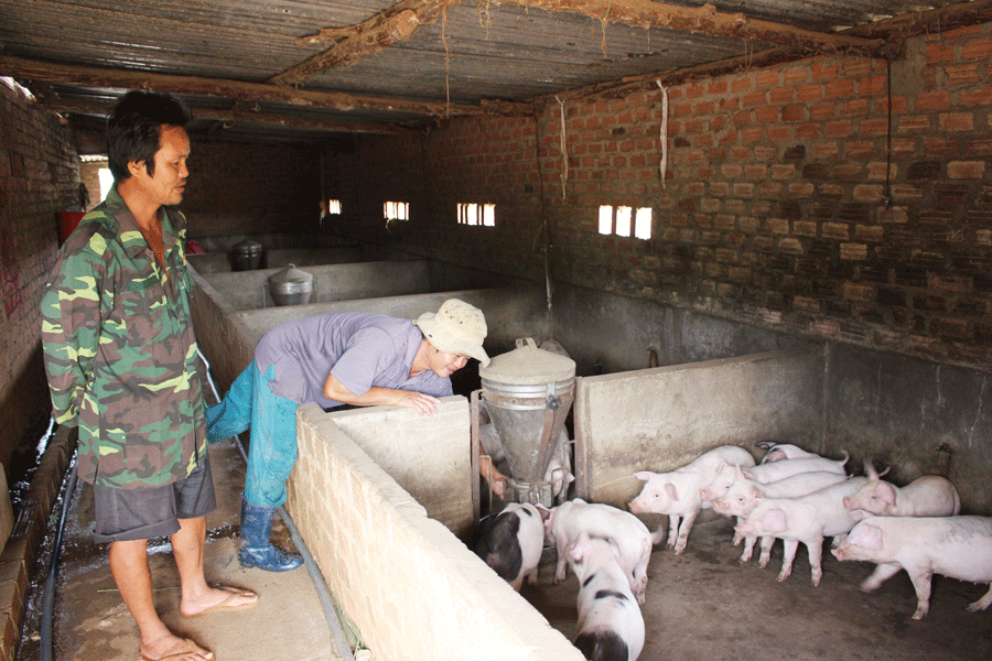 Anh Hà và anh Dũng có thể tự tay chăm sóc đàn heo của gia đình. Ảnh: P.L